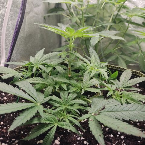Lemon Cherry Gelato #2 growlog timeline photo