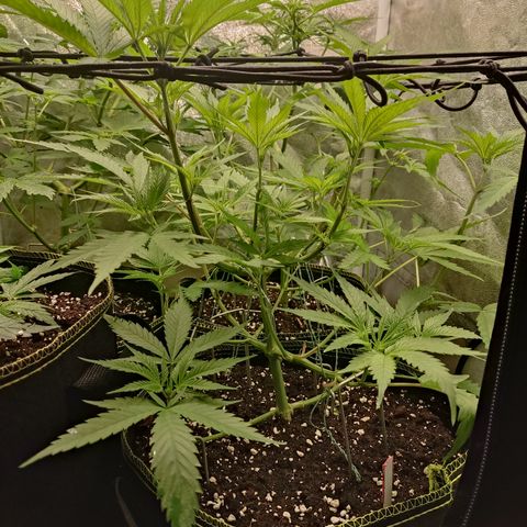 Lemon Cherry Gelato #1 growlog timeline photo