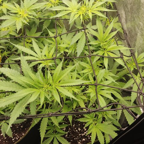 Lemon Cherry Gelato #1 growlog timeline photo