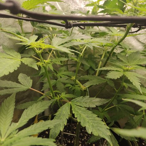 LSD Auto growlog timeline photo