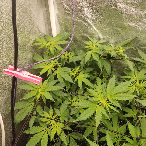 LSD Auto growlog timeline photo