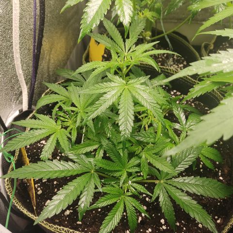 Lemon Cherry Gelato #2 growlog timeline photo