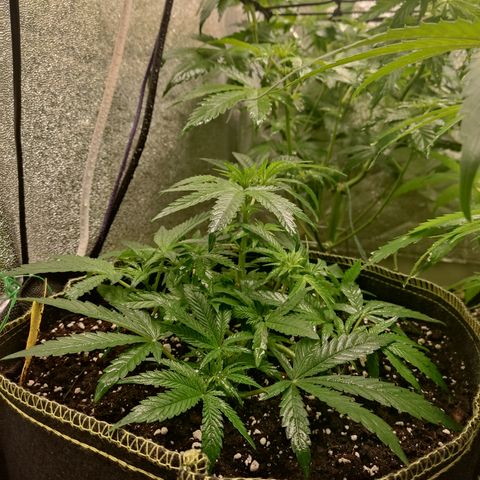 Lemon Cherry Gelato #2 growlog timeline photo
