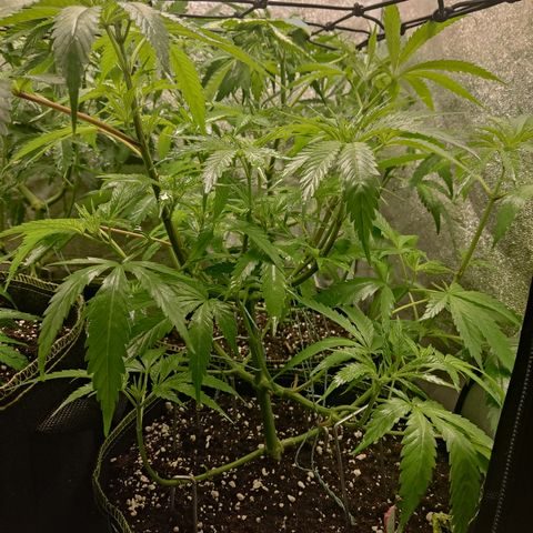 Lemon Cherry Gelato #1 growlog timeline photo