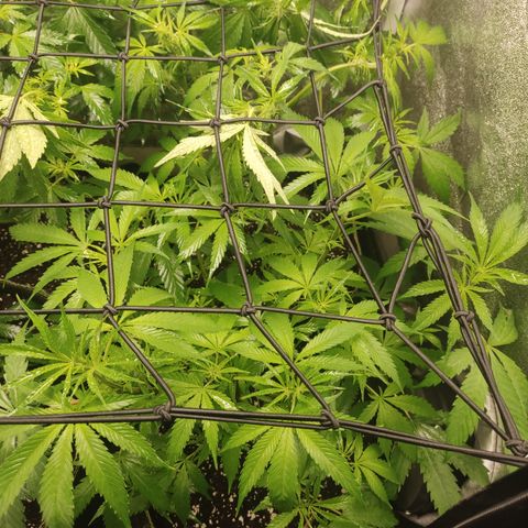 Lemon Cherry Gelato #1 growlog timeline photo
