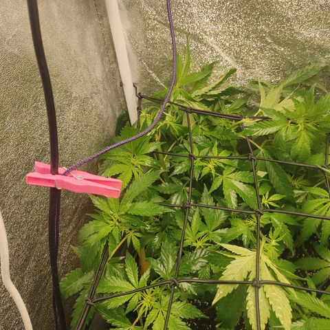 LSD Auto growlog timeline photo