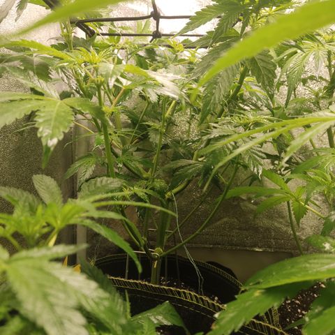 LSD Auto growlog timeline photo