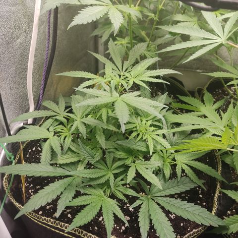 Lemon Cherry Gelato #2 growlog timeline photo