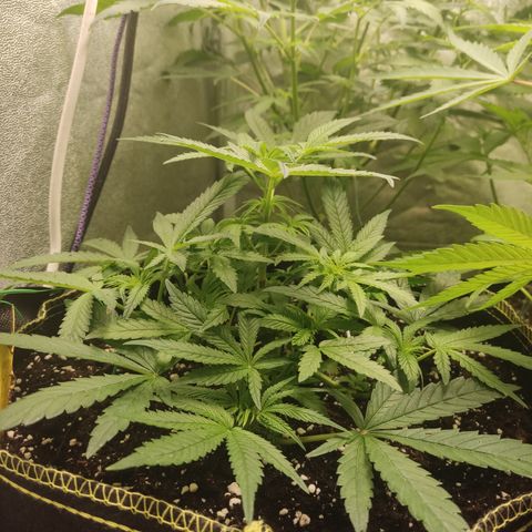 Lemon Cherry Gelato #2 growlog timeline photo