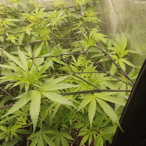 Lemon Cherry Gelato #1 growlog timeline photo