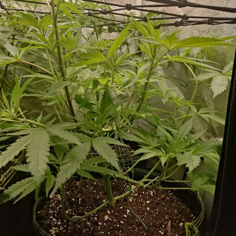 Lemon Cherry Gelato #1 growlog timeline photo