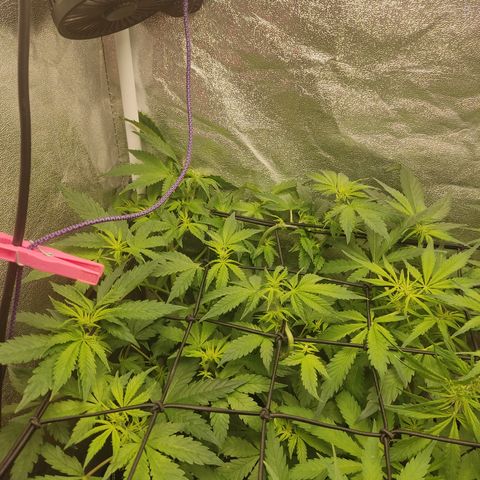 LSD Auto growlog timeline photo