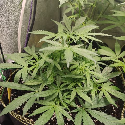 Lemon Cherry Gelato #2 growlog timeline photo