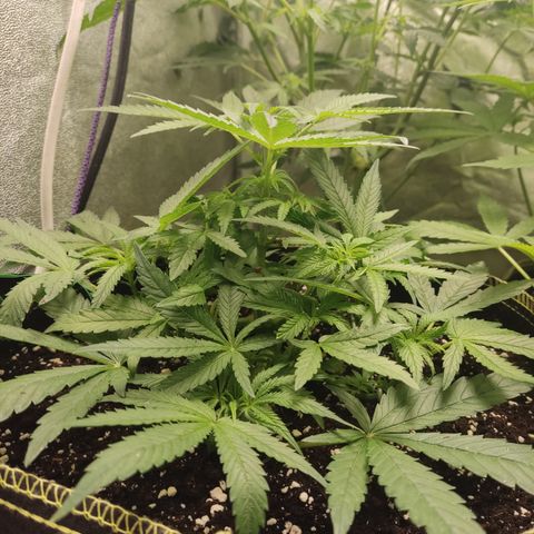 Lemon Cherry Gelato #2 growlog timeline photo