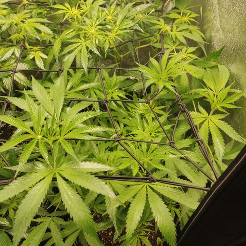 Lemon Cherry Gelato #1 growlog timeline photo