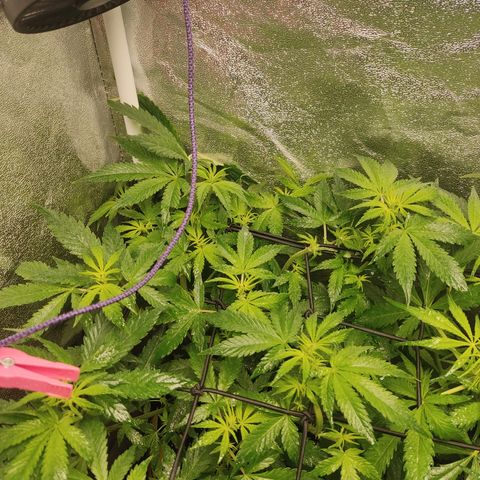 LSD Auto growlog timeline photo