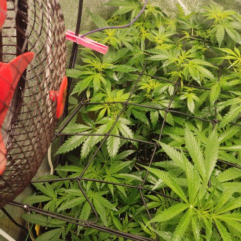 Lemon Cherry Gelato #2 growlog timeline photo