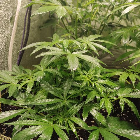 Lemon Cherry Gelato #2 growlog timeline photo