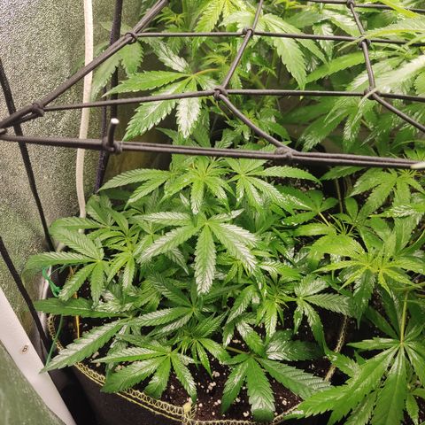 Lemon Cherry Gelato #2 growlog timeline photo