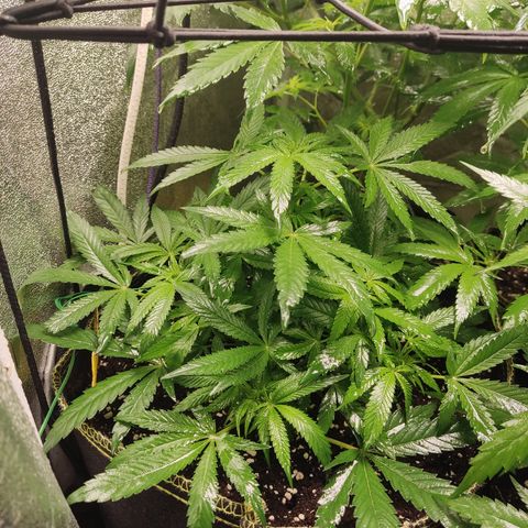 Lemon Cherry Gelato #2 growlog timeline photo