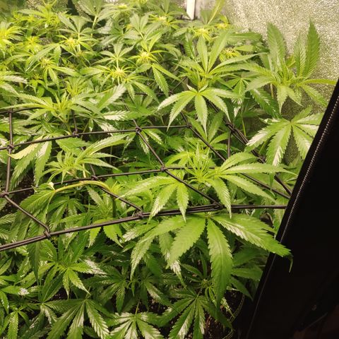 Lemon Cherry Gelato #1 growlog timeline photo