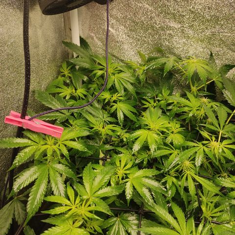 LSD Auto growlog timeline photo
