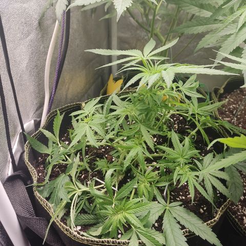 Lemon Cherry Gelato #2 growlog timeline photo