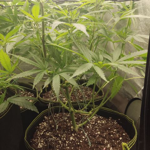 Lemon Cherry Gelato #1 growlog timeline photo
