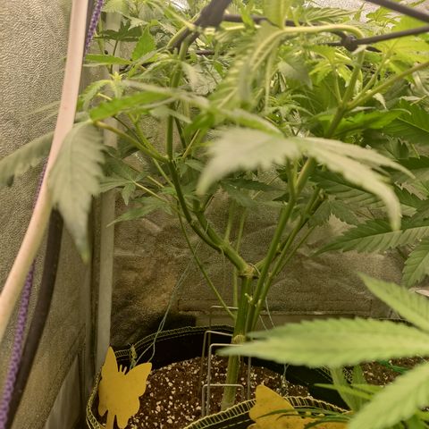 LSD Auto growlog timeline photo