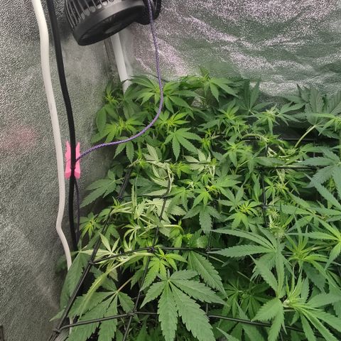 LSD Auto growlog timeline photo