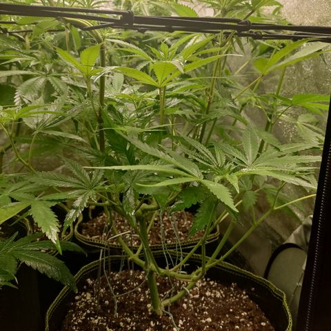 Lemon Cherry Gelato #1 growlog timeline photo