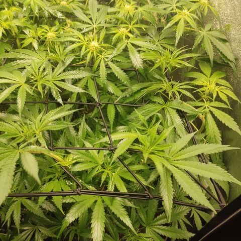Lemon Cherry Gelato #1 growlog timeline photo