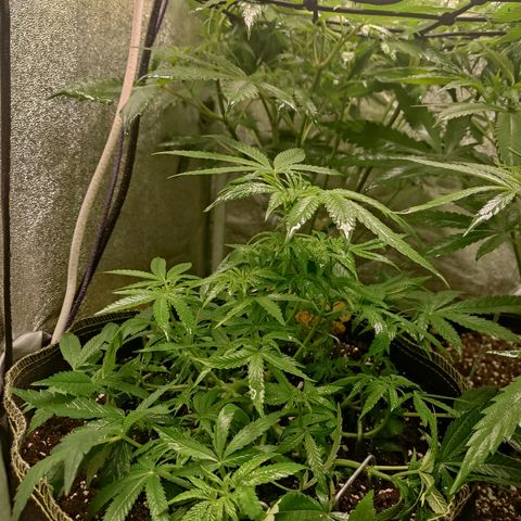 Lemon Cherry Gelato #2 growlog timeline photo