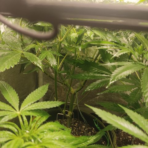 LSD Auto growlog timeline photo