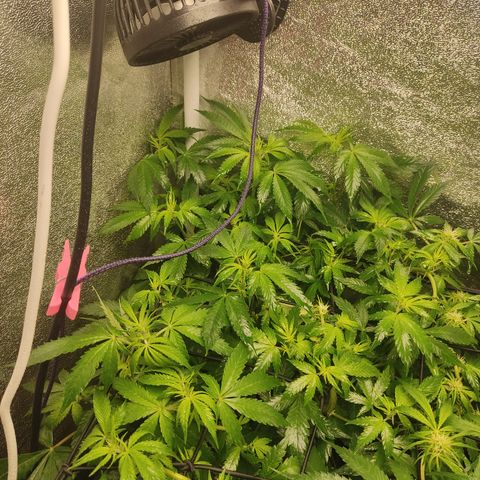 LSD Auto growlog timeline photo