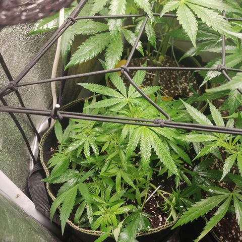 Lemon Cherry Gelato #2 growlog timeline photo