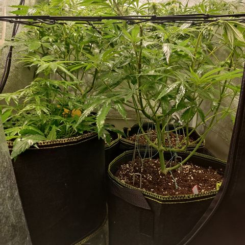 Lemon Cherry Gelato #1 growlog timeline photo