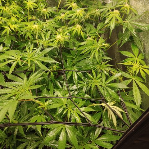 Lemon Cherry Gelato #1 growlog timeline photo
