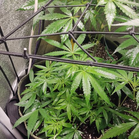 Lemon Cherry Gelato #2 growlog timeline photo