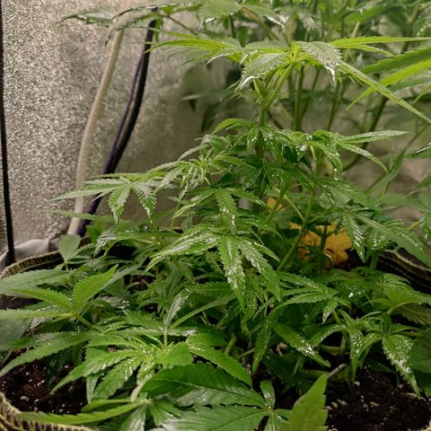 Lemon Cherry Gelato #2 growlog timeline photo