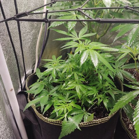 Lemon Cherry Gelato #2 growlog timeline photo