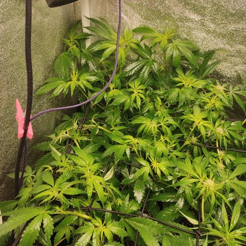 LSD Auto growlog timeline photo