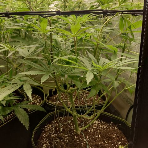 Lemon Cherry Gelato #1 growlog timeline photo