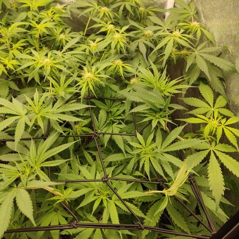 Lemon Cherry Gelato #1 growlog timeline photo