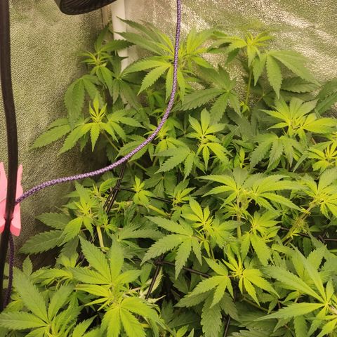LSD Auto growlog timeline photo