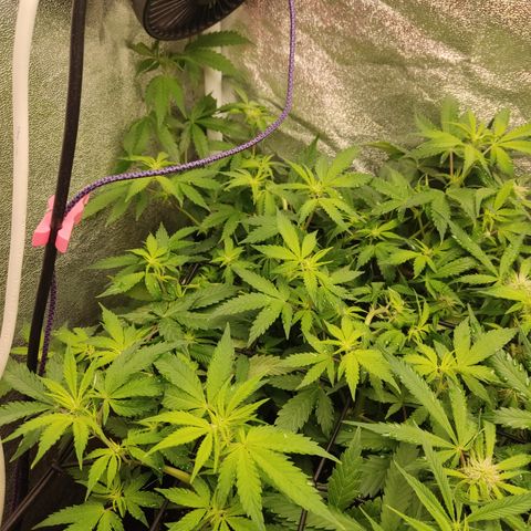 LSD Auto growlog timeline photo