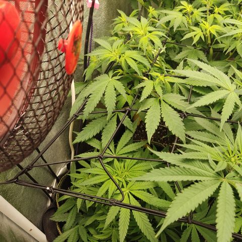 Lemon Cherry Gelato #2 growlog timeline photo