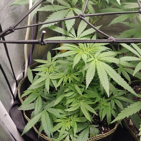Lemon Cherry Gelato #2 growlog timeline photo