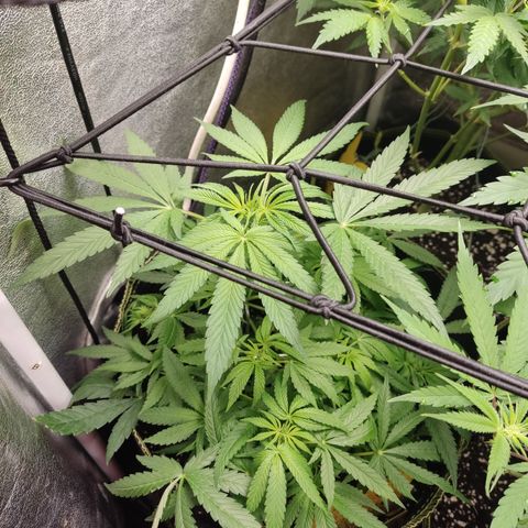 Lemon Cherry Gelato #2 growlog timeline photo