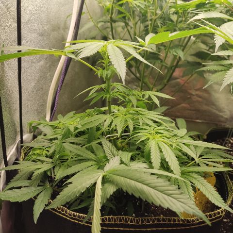 Lemon Cherry Gelato #2 growlog timeline photo